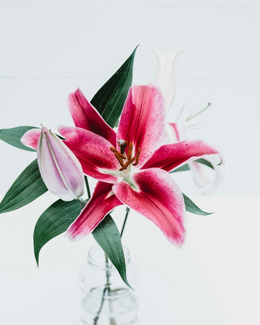 Orquídeas